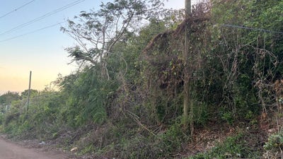 /international/jm/green-glebe-mountain-red-red-hills-st-andrew-parish-310106608730/