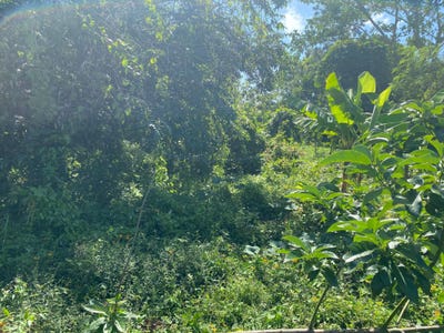 /international/jm/part-red-hills-clarendon-red-hills-clarendon-310106609639/