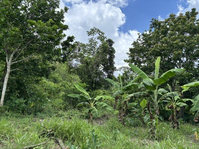 /international/jm/part-of-mocho-called-foga-mocho-clarendon-310108810267/