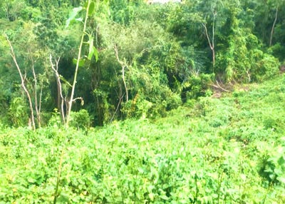 /international/jm/35hv-rc-stony-hill-jamaica-kingston-9-st-andrew-parish-310106048065/