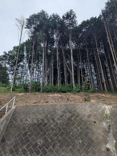 /international/jp/kitsuregawa-喜連川-tochigi-tochigi-prefecture-310100990629/