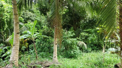 /international/lc/norbert-vieux-sucreic-gros-islet-gros-islet-310108217895/