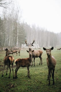 /international/lv/deer-garden-eleja-eleja-jelgava-municipality-310104499449/