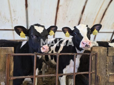 /international/lv/malpils-farm-sigulda-malpils-municipality-310104564487/