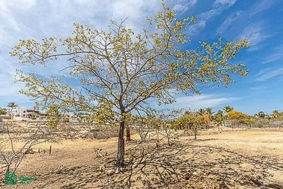/international/mx/las-brisas-ocean-view-corner-todos-santos-la-paz-baja-california-sur-23300-la-paz-baja-california-sur-310103813095/