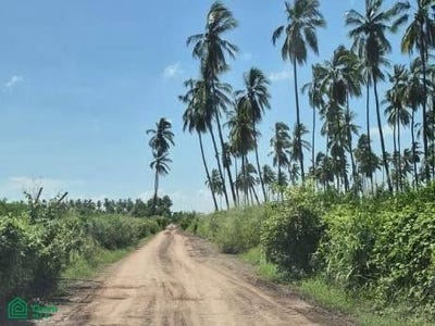 /international/mx/km-2-carretera-tecoman-cofradia-de-morelos-2-cofradia-de-morelos-tecoman-colima-tecoman-colima-310107220650/