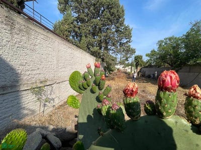 /international/mx/aldama-s-n-el-calvario-tecamac-mexico-tecamac-de-felipe-villanueva-mexico-city-310107364850/