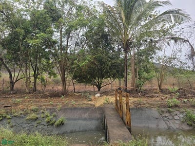 /international/mx/las-golondrinas-los-mezcales-lote-3-los-asmoles-colima-colima-colima-colima-310108601536/