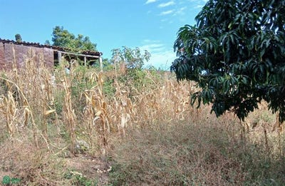 /international/mx/jesus-carranza-58-tonila-tonila-jalisco-tonila-jalisco-310106247306/