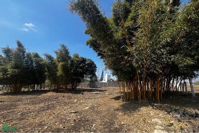 /international/mx/3ra-prolongacion-norte-0-barrio-san-bernabe-ocozocoautla-de-espinosa-chiapas-ocozocoautla-de-espinosa-chiapas-310108311595/