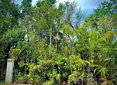/international/mx/21-01-tulum-tulum-quintana-roo-77780-tulum-quintana-roo-310107248605/