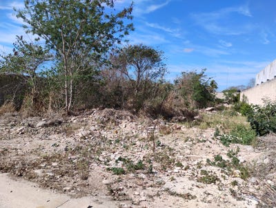 /international/mx/dzitya-dzitya-yucatan-310106481302/