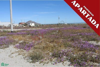 /international/mx/av-algas-betonica-fraccionamiento-real-san-felipe-san-felipe-baja-california-san-felipe-baja-california-310097677191/
