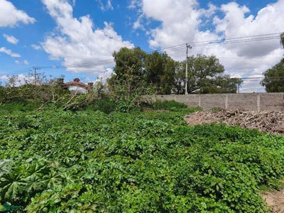 /international/mx/avenida-hidalgo-s-n-arenal-la-paz-mexico-deer-creek-mexico-city-310108161906/