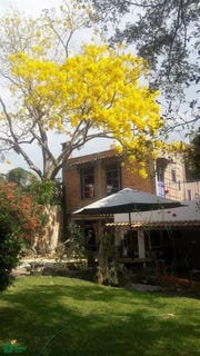 /international/mx/marcos-castellanos-36-ajijic-centro-chapala-jalisco-ajijic-jalisco-310107472359/