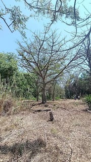 /international/mx/vulcano-211-la-soledad-71313-villa-de-zaachila-oax-mexico-zaachila-oaxaca-310108286779/