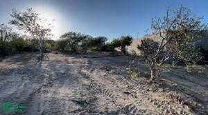 /international/mx/-el-progreso-cabo-san-lucas-baja-california-sur-baja-california-sur-310095560254/