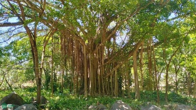 /international/mx/rancho-las-tinajas-lo-de-lamedo-tepic-nayarit-tepic-nayarit-310107916649/