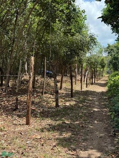 /international/mx/avenida-33-entre-calle-38-y-40-manzana-58-lote-10-bacalar-othon-p-blanco-quintana-roo-77930-othon-p-blanco-quintana-roo-310107190675/