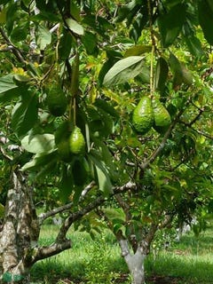 /international/ni/canas-blancas-jinotepe-carazo-jinotepe-carazo-department-310101901462/