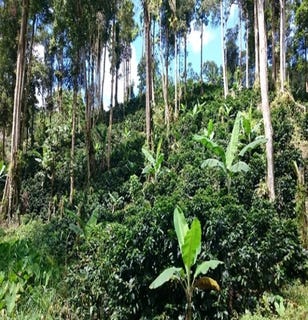 /international/ni/santa-ana-san-ramon-matagalpa-310104833565/