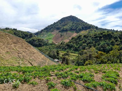 /international/pa/cerro-punta-cerro-punta-chiriqui-310106398337/