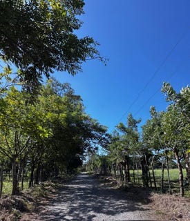 /international/pa/bijagual-david-chiriqui-montana-bijagual-chiriqui-chiriqui-montana-bijagual-chiriqui-310103518585/
