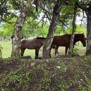 /international/pa/a-minutos-de-la-frontera-panama-costa-rica-renacimiento-chiriqui-310101326707/?lang=pt