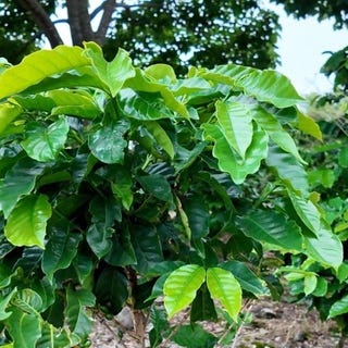 /international/pa/finca-de-cafe-en-volcancito-boquete-chiriqui-boquete-chiriqui-310101333349/?lang=zh-cn