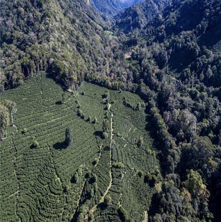/international/pa/boquete-chiriqui-chiriqui-310098386206/
