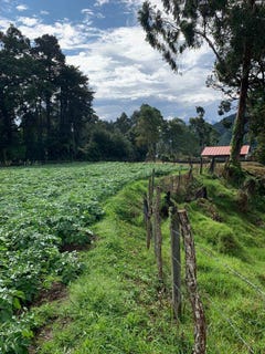 /international/pa/cerro-punta-chiriqui-chiriqui-310108180651/