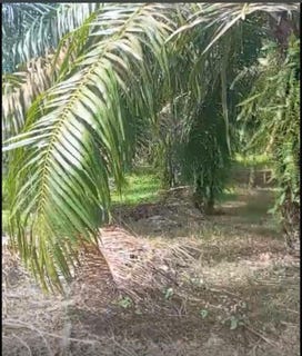 /international/pa/baru-chiriqui-baru-puerto-armuelles-chiriqui-baru-puerto-armuelles-chiriqui-310104620581/