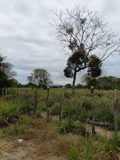 /international/pa/panama-san-felix-las-lajas-chiriqui-san-felix-las-lajas-chiriqui-310106691626/