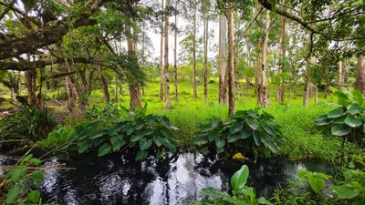 /international/pa/volcan-via-rio-sereno-volcan-chiriqui-volcan-chiriqui-310107979059/