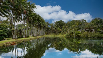 /international/pa/buena-vista-abajo-bugaba-el-bongo-chiriqui-bugaba-el-bongo-chiriqui-310108704453/
