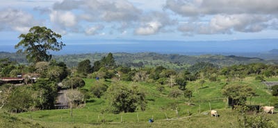 /international/pa/via-volcan-los-naranjos-direccion-cordillera-arriba-a-6-km-de-la-via-principal-bugaba-volcan-boqueron-cordillera-chiriqui-boqueron-cordillera-chiriqui-310099289153/