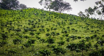 /international/pa/finca-lechera-volcan-chiriqui-310101280962/