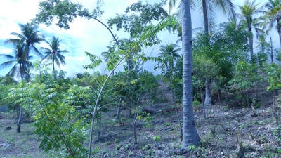 /international/ph/pg35-65-alcoy-central-visayas-310106626517/?lang=zh-tw