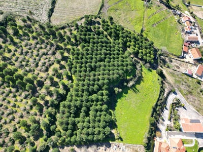 /international/pt/lamas-and-cercal-portugal-lamas-e-cercal-lisbon-310102831746/
