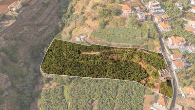 /international/pt/canhas-madeira-310104797118/