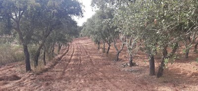 /international/pt/ourique-beja-310101033268/