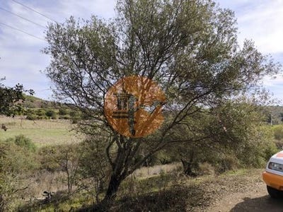 /international/pt/beliche-castro-marim-faro-120095762758/