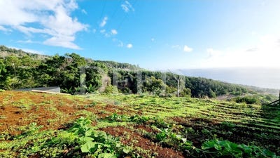 /international/pt/agua-de-pena-madeira-310107980497/