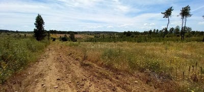 /international/pt/ninho-do-acor-e-sobral-do-campo-castelo-branco-district-120092475969/
