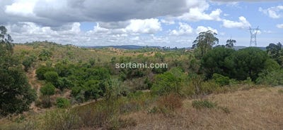 /international/pt/silves-faro-310107216218/