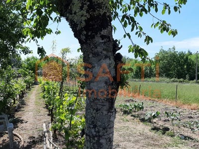 /international/pt/canas-de-senhorim-viseu-310100483297/
