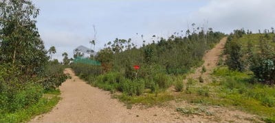 /international/pt/saboia-beja-120091254561/
