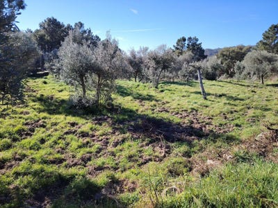 /international/pt/chao-da-pereira-lourical-do-campo-castelo-branco-310105229581/