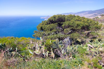 /international/pt/funchal-madeira-120082360097/