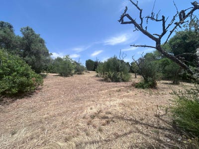 /international/pt/vivero-do-cardal-garden-center-r-de-portela-4-8375-sao-bartolomeu-de-messines-portugal-sao-bartolomeu-de-messines-faro-310108035411/